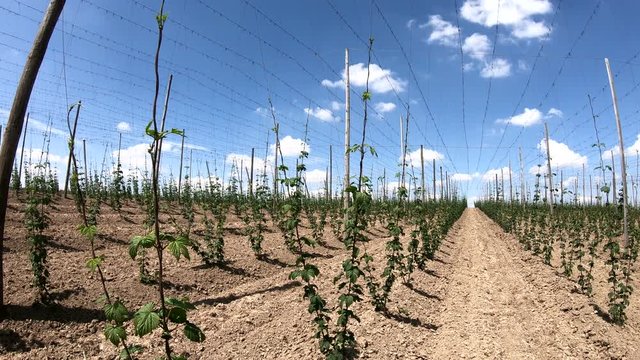 Hopfenanbau in der Hallertau, Hopfen, humulus, Bier, Kletterhilfe, Landwirtschaft, 4K