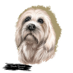 Dandie Dinmont Terrier, Hindlee Terrier dog digital art illustration isolated on white background. Scotland origin terrier dog. Cute pet hand drawn portrait. Graphic clip art design for web, print