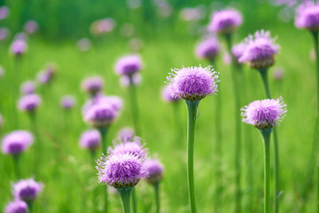 Purple cornflowers close-up