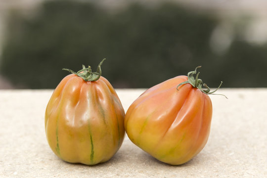 two tomatoes of a striped variety, typical Valencian tomato