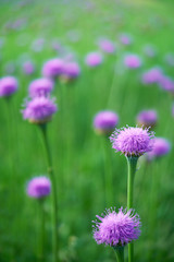 Purple cornflowers close-up,selective focus.