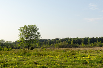 Tree in a beautiful meadow by spring season
