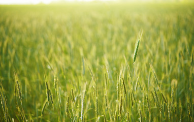 Barley field in dawning time. Selective focus