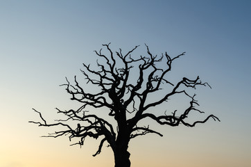 Mighty old tree silhouette