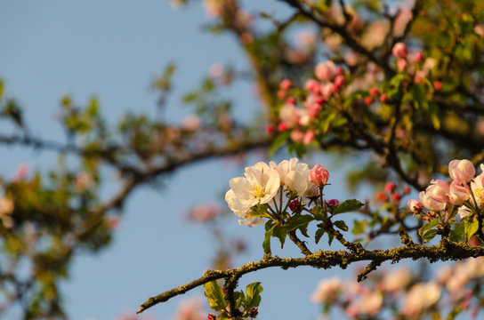 Focus on one pink apple tree flower