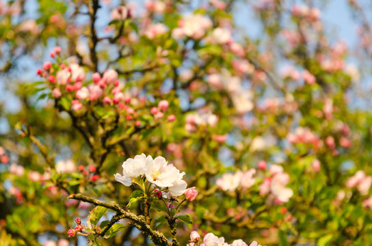 Bright pink blossom apple tree