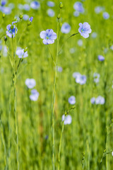 Fototapeta premium blue flax field closeup at spring shallow depth of field