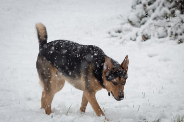 German shepherd/husky walking in the snow
