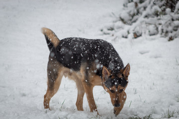 German shepherd/husky playing in the snow