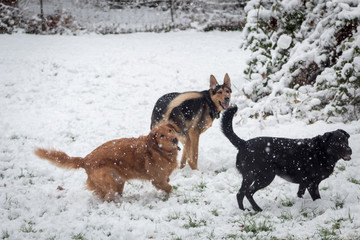 Dogs having a blast in the snow