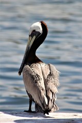 Florida-Braunpelikan 