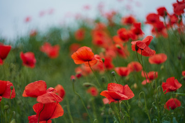 Fototapeta premium Red poppy flowers. Poppy flowers and blue sky in a field with bees and bumblebees