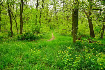 Ścieżka wśród krzaków i drzew w gęstym lesie.