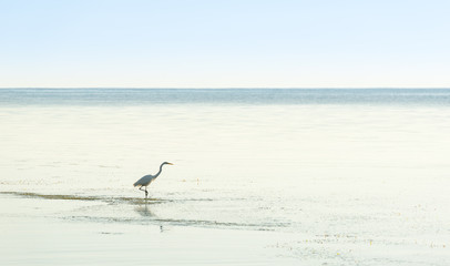 Fototapeta na wymiar Egret In Tranquil Waters