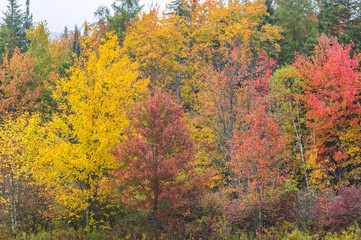 Fototapeta premium Colorful mix of foliage along river