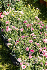 flowery and colorful carnations in a spring flower market