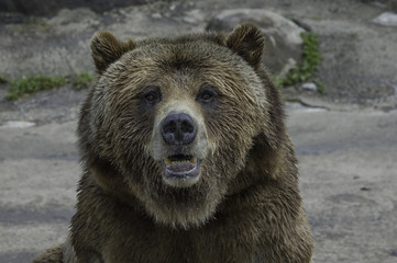 Obraz na płótnie Canvas Grizzly Bear