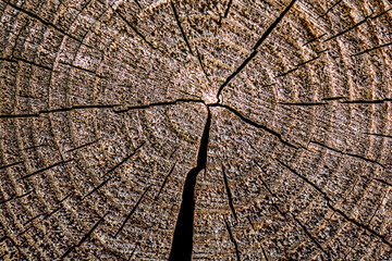Round piece of wooden stump cut with aged tree rings. Old wood texture with cracks and bark