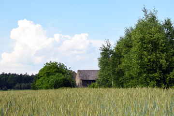 Wiejski krajobraz: stara stodoła na tle zboża.