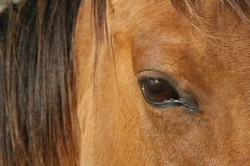Close up of dun horse eye