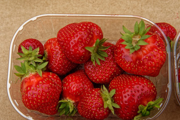 Rote, saftige und frische Erdbeeren zum sofortigen Verzehr, outdoors präsentiert in einer Plastikschale