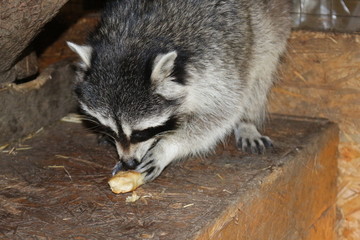 Raccoon eats food
