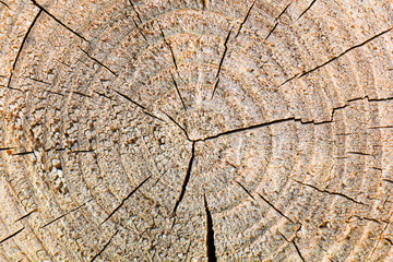 Round piece of wooden stump cut with aged tree rings. Old wood texture with cracks and bark