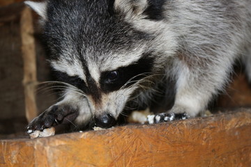 Raccoon eats food