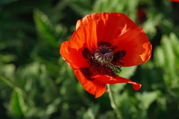 The poppy flower.