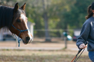 Horse Curious about Human