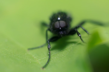 Fototapeta premium insect