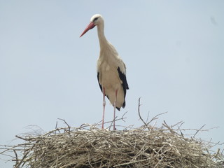 Cigueña en El Acebuche, el parque nacional de Doñana  en Huelva (Andalucia,España)
