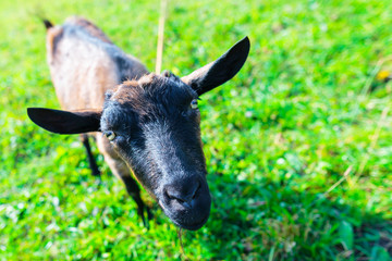 hornless female tribal goat of brown color of English breed on meadow at the sunny day, somewhere in western Ukraine, agriculture industry, farming and animal husbandry concept