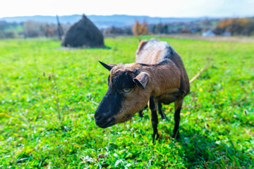 hornless female tribal goat of brown color of English breed on meadow at the sunny day, somewhere in western Ukraine, agriculture industry, farming and animal husbandry concept