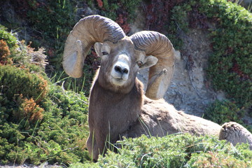 Sitting Ram, Jasper National Park, Alberta