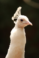 weißer Pfau Portrait