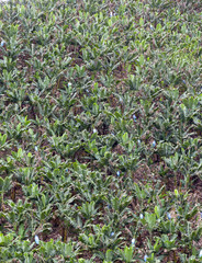 Plantation of bananas with grown fruits