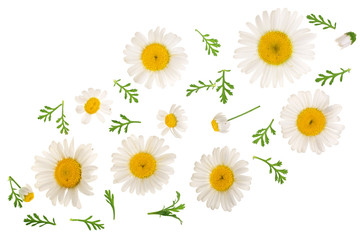 Fototapeta premium chamomile or daisies with leaves isolated on white background with copy space for your text. Top view. Flat lay