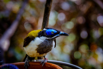 Ein Vogel an einer Futterstelle.