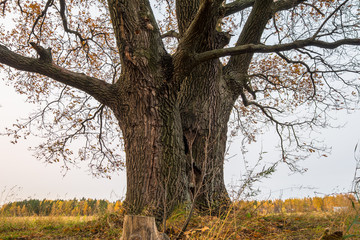 Fototapeta premium Melancholic autumn landscape. Fragment of almost leafless old oak tree on the fading field in a cloudy evening.