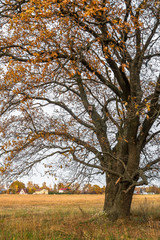 Obraz premium Melancholic autumn landscape. Fragment of almost leafless old oak tree on the fading field in a cloudy evening.