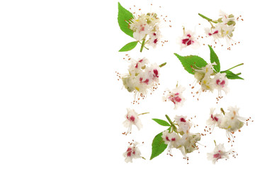 Chestnut flower or Aesculus hippocastanum with leaves isolated on white background with copy space for your text