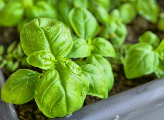 Potted basil, close-up. Leaves of intense green color, with drops of dew.