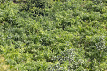 Fototapeta na wymiar Rational plantation of peach palm