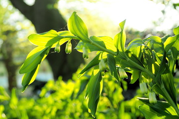 Fototapeta premium plants