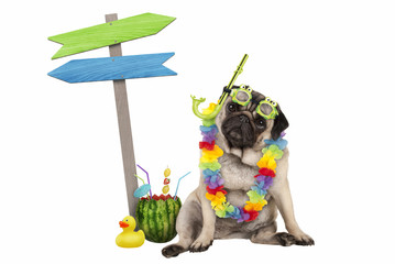 cute smart pug puppy dog sitting down with watermelon cocktail, wearing hawaiian flower garland, goggles and snorkel, next to wooden signpost with arrows, isolated on white background