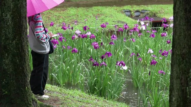 雨の花菖蒲絵で歌を詠む女性2