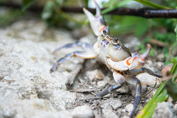 A smart crab on the edge of a river in position of attack or defence, with open claws.