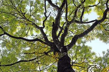 Mahogany tree canopy with colorful and vibrant autumn leaves, viewed from ground level against...