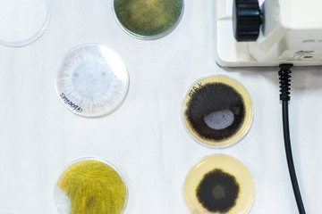 Culture of bacteria in petri dish